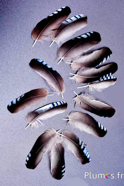 Jay van eiken 2. keus - 3-5 cm - natuurlijk blauwe